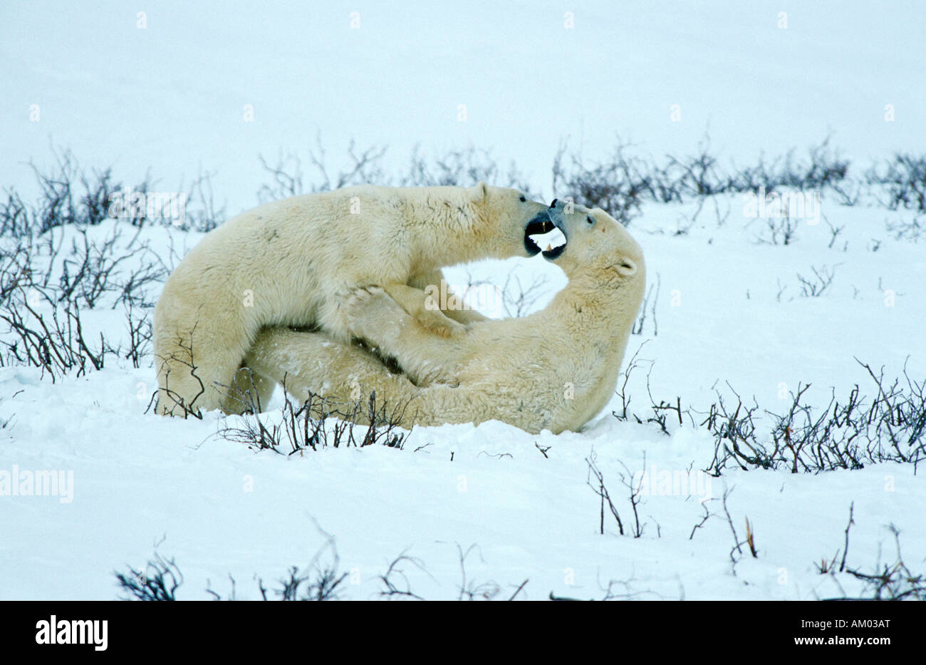 Polar bears (Ursus maritimus), playful fight, Hudson Bay, Canada, North America Stock Photo