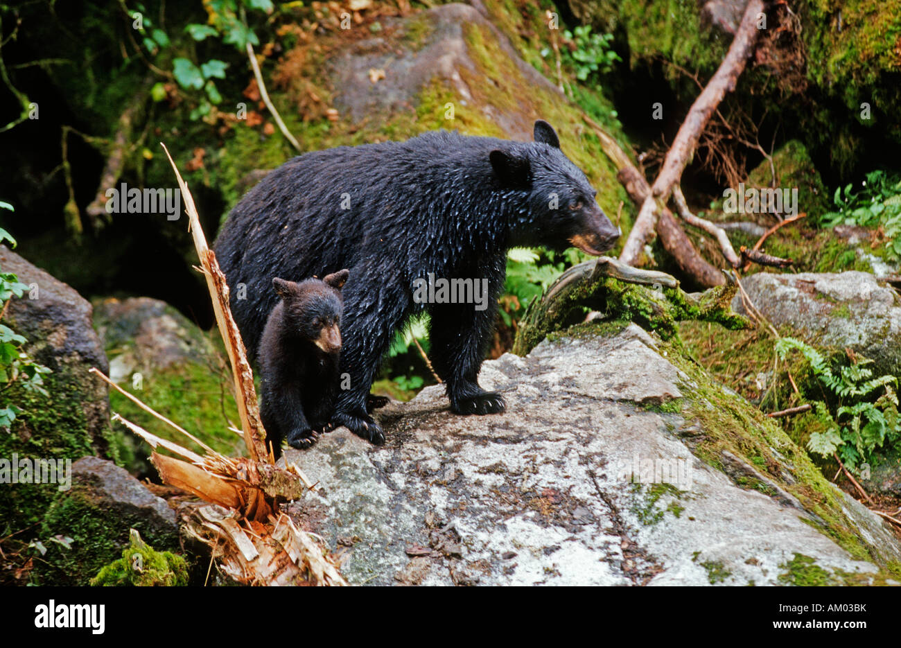 Female black bear, cinnamon bear (Ursus americanus) with pup, foraging, South East Alaska Stock Photo
