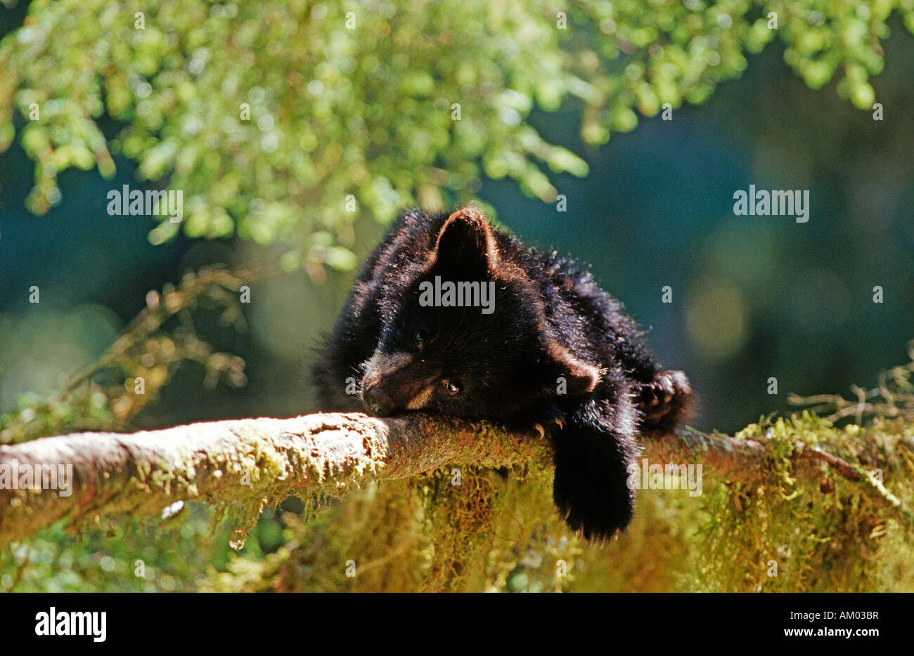 Young black bear, cinnamon bear (Ursus americanus) , South East Alaska Stock Photo