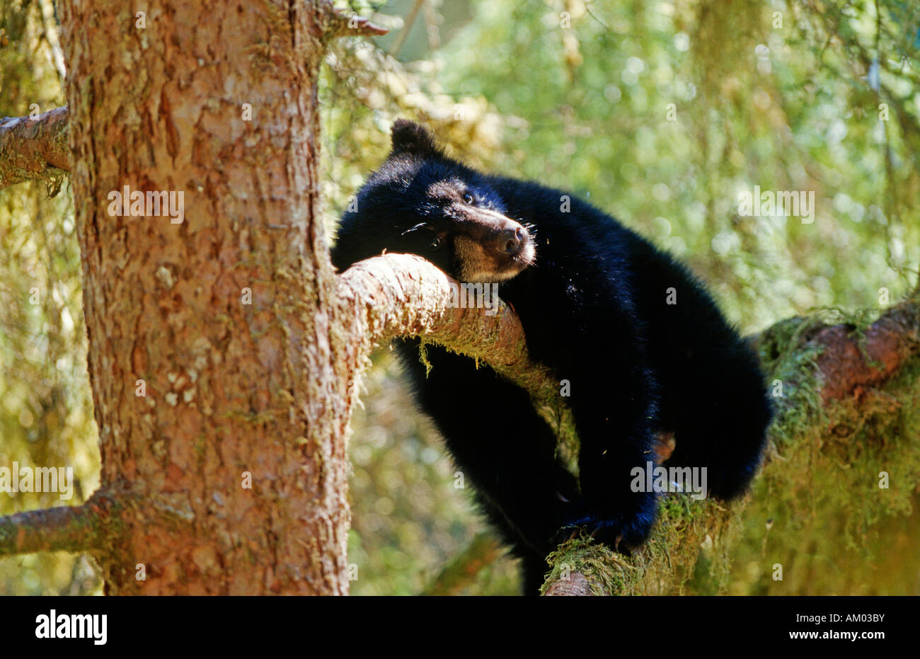 Young black bear, cinnamon bear (Ursus americanus) , South East Alaska Stock Photo Alamy