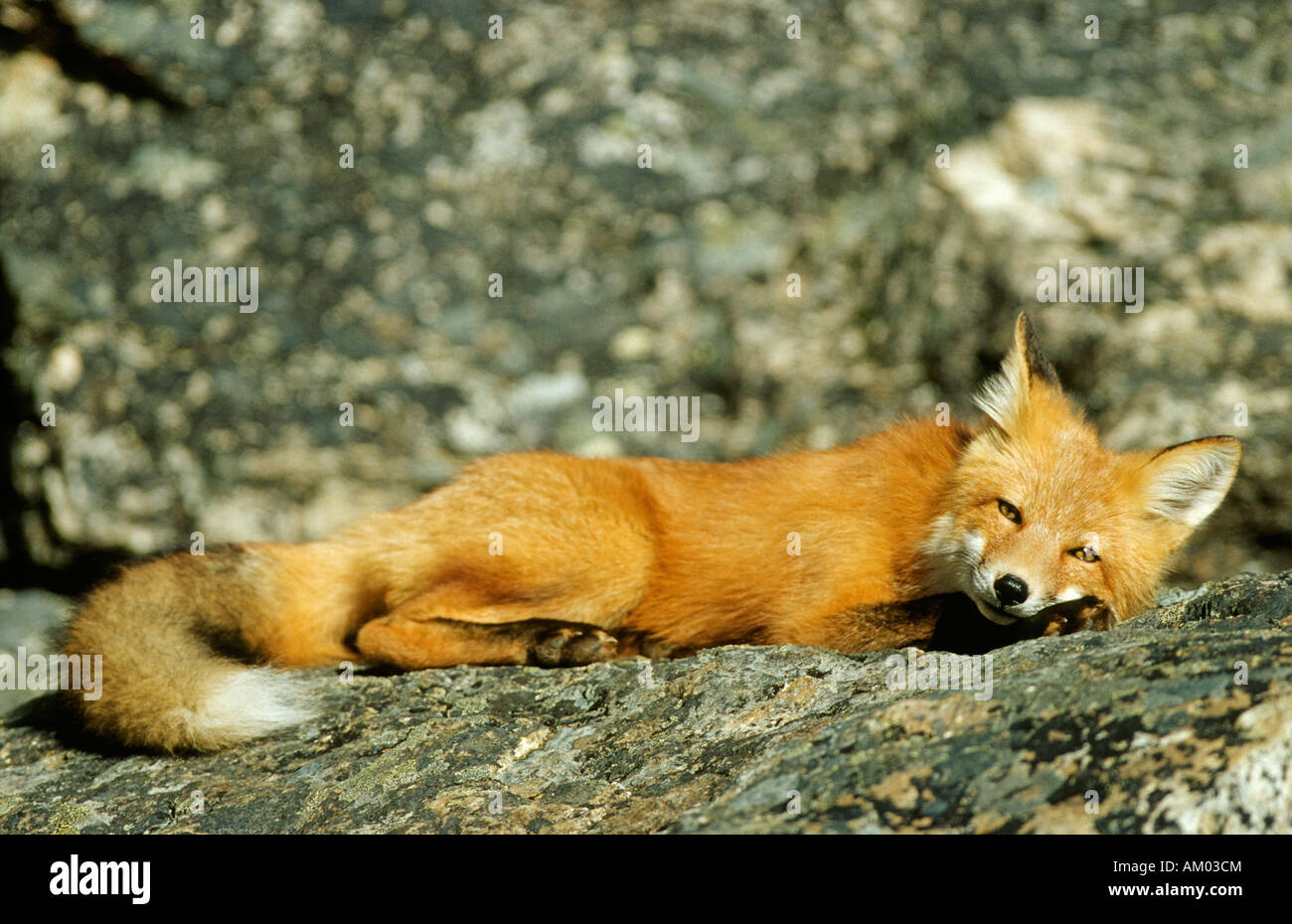Fox (Vulpes vulpes) resting, Denali N.P., Alaska Stock Photo