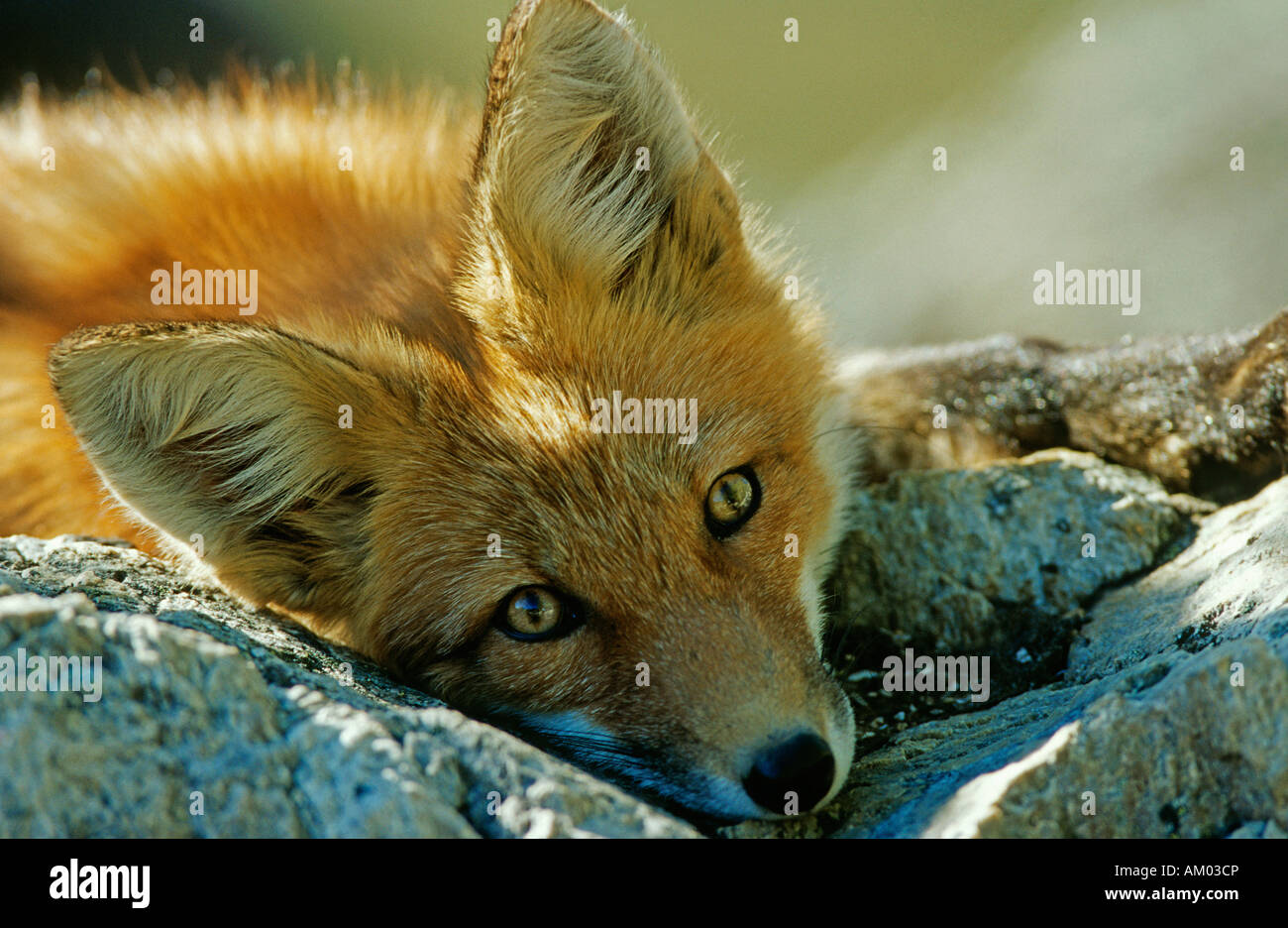 Fox (Vulpes vulpes) portrait, Denali N.P., Alaska Stock Photo