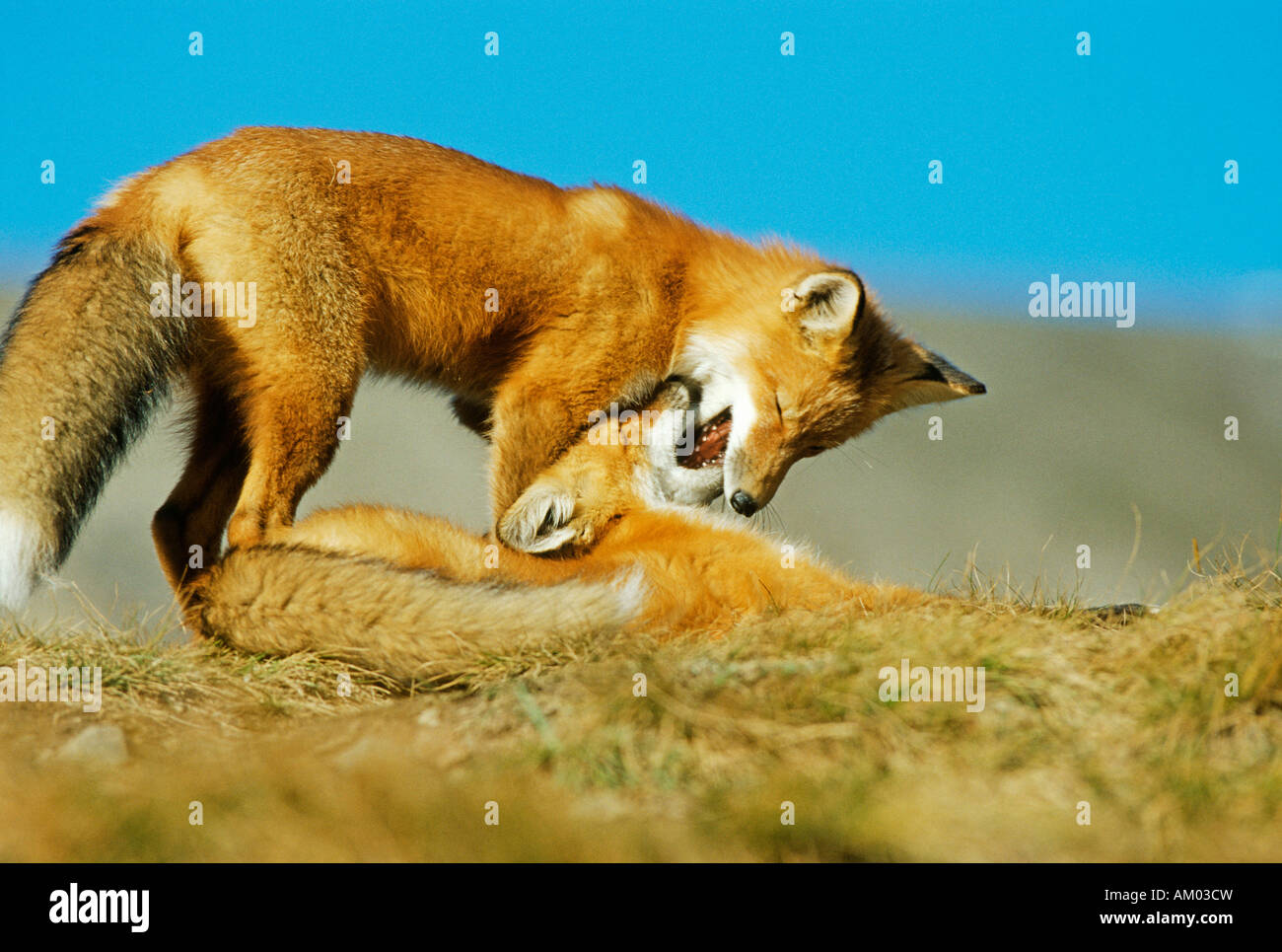 Two young foxes (Vulpes vulpes) playing, Denali N.P., Alaska Stock Photo