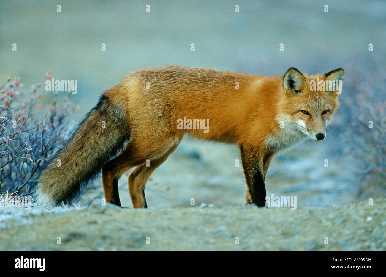 Fox (Vulpes vulpes) hunting, Denali N.P., Alaska Stock Photo