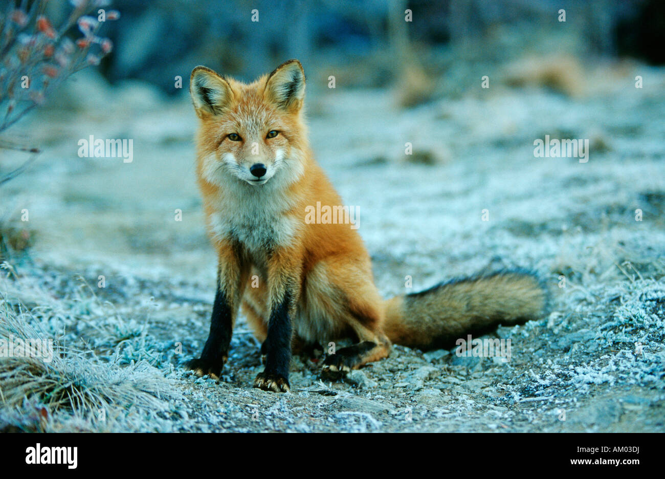 Portrait of a sitting fox (Vulpes vulpes), Denali N.P., Alaska Stock Photo