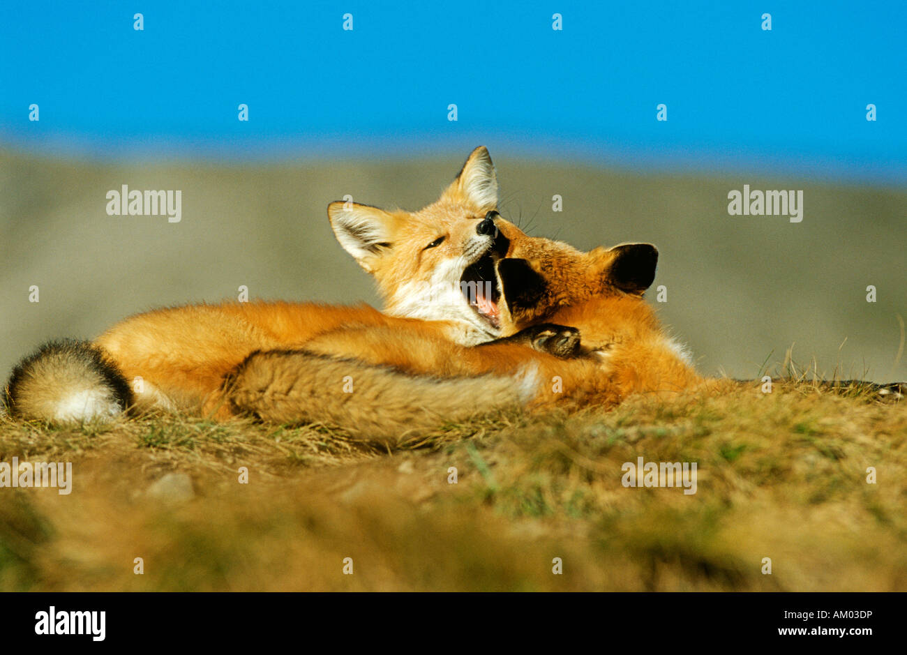 Two young foxes (Vulpes vulpes) playing, Denali N.P., Alaska Stock Photo