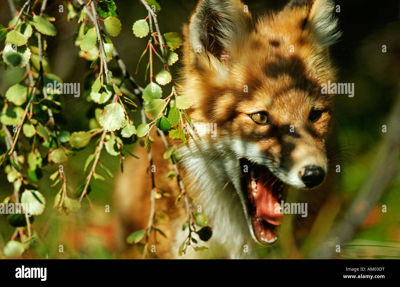 Fox (Vulpes vulpes) portrait, Denali N.P., Alaska Stock Photo