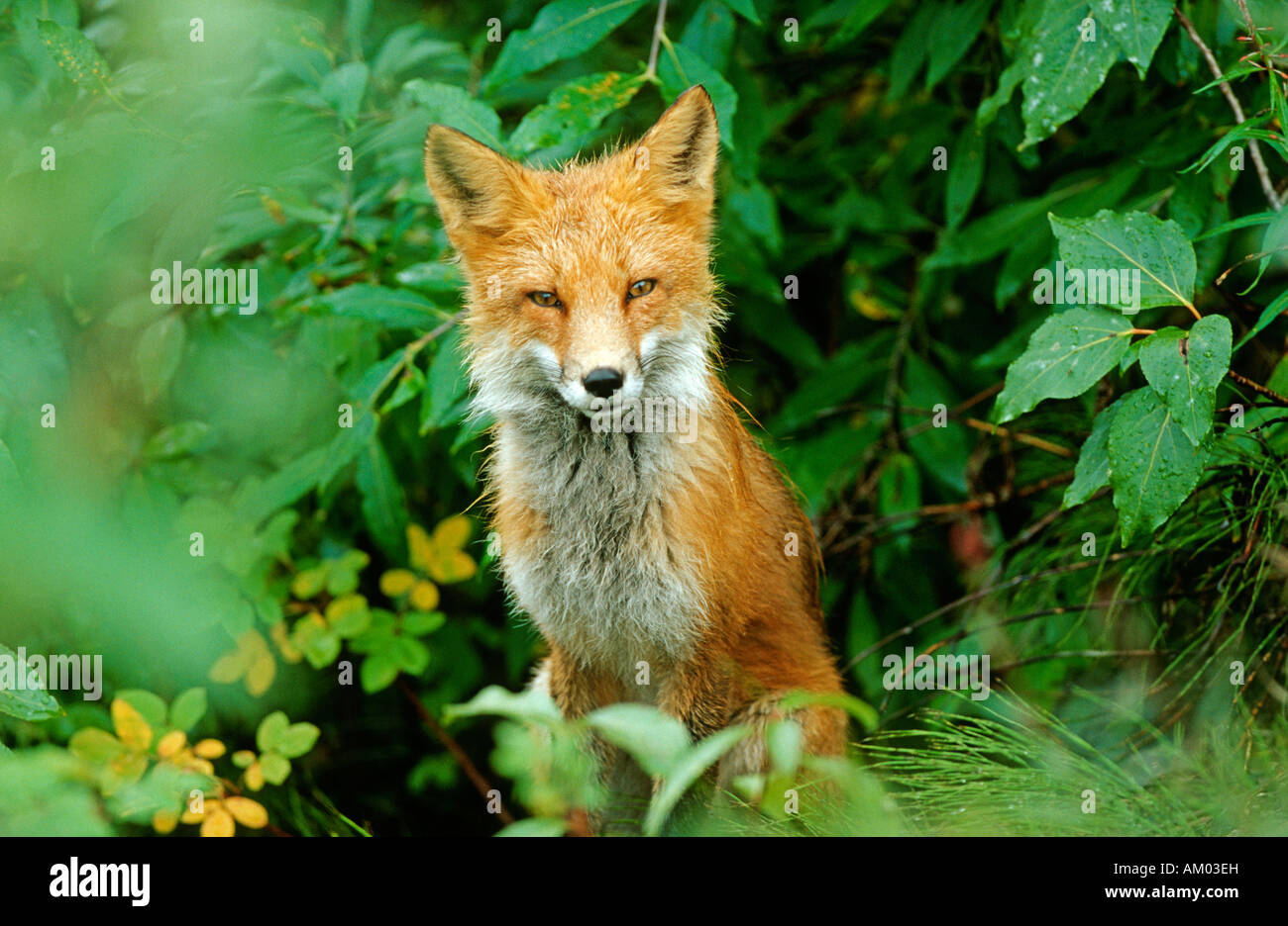 Fox (Vulpes vulpes), Denali N.P., Alaska Stock Photo