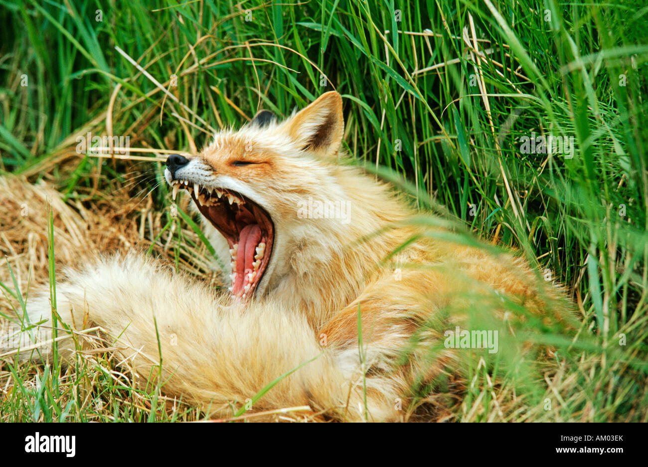 Lying fox (Vulpes vulpes) yawning, Denali N.P., Alaska Stock Photo