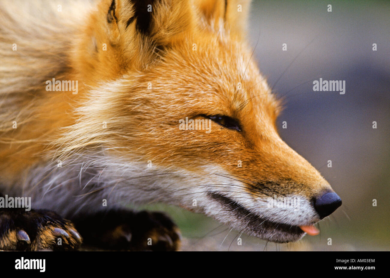 Fox (Vulpes vulpes) hunting, Denali N.P., Alaska Stock Photo
