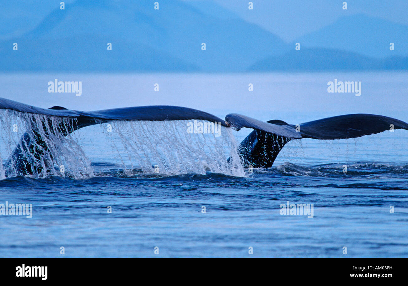 Two Humpback Whales (Megaptera novaeangliae), diving side by side and showing their flukes, Alaska, America Stock Photo