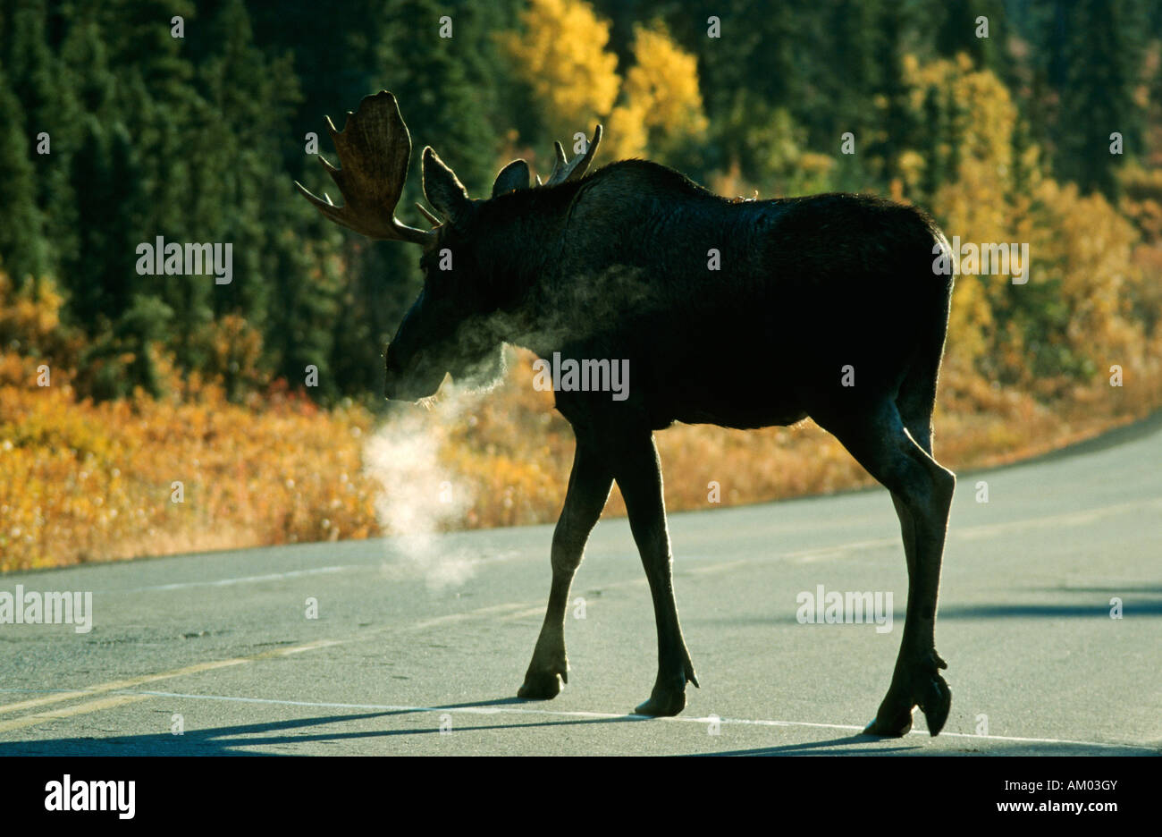 Moose (Alces alces) crossing the street, Denali N.P., Alaska, America Stock Photo