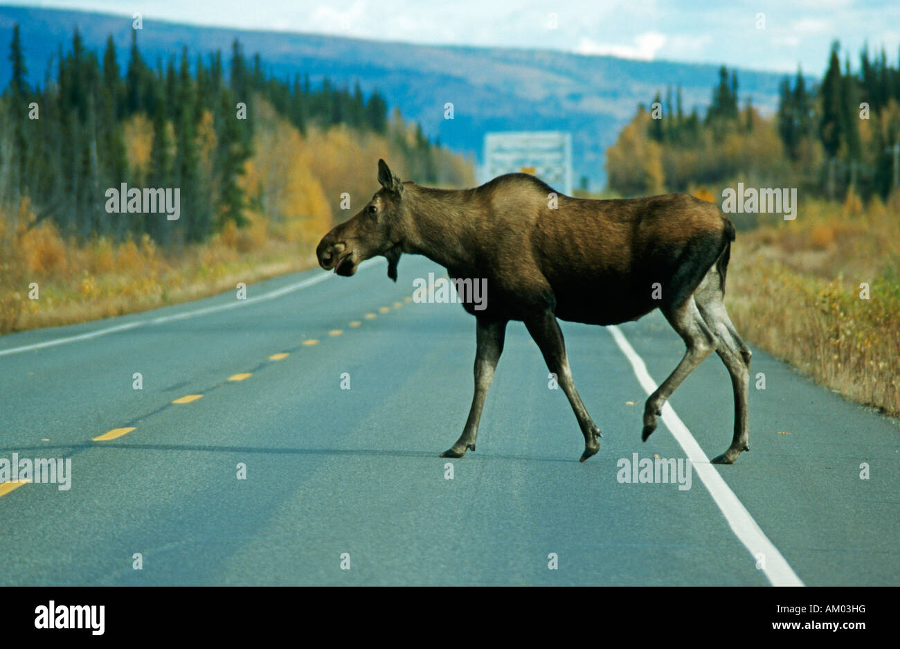 Moose (Alces alces) crossing the street, Denali N.P., Alaska, America Stock Photo