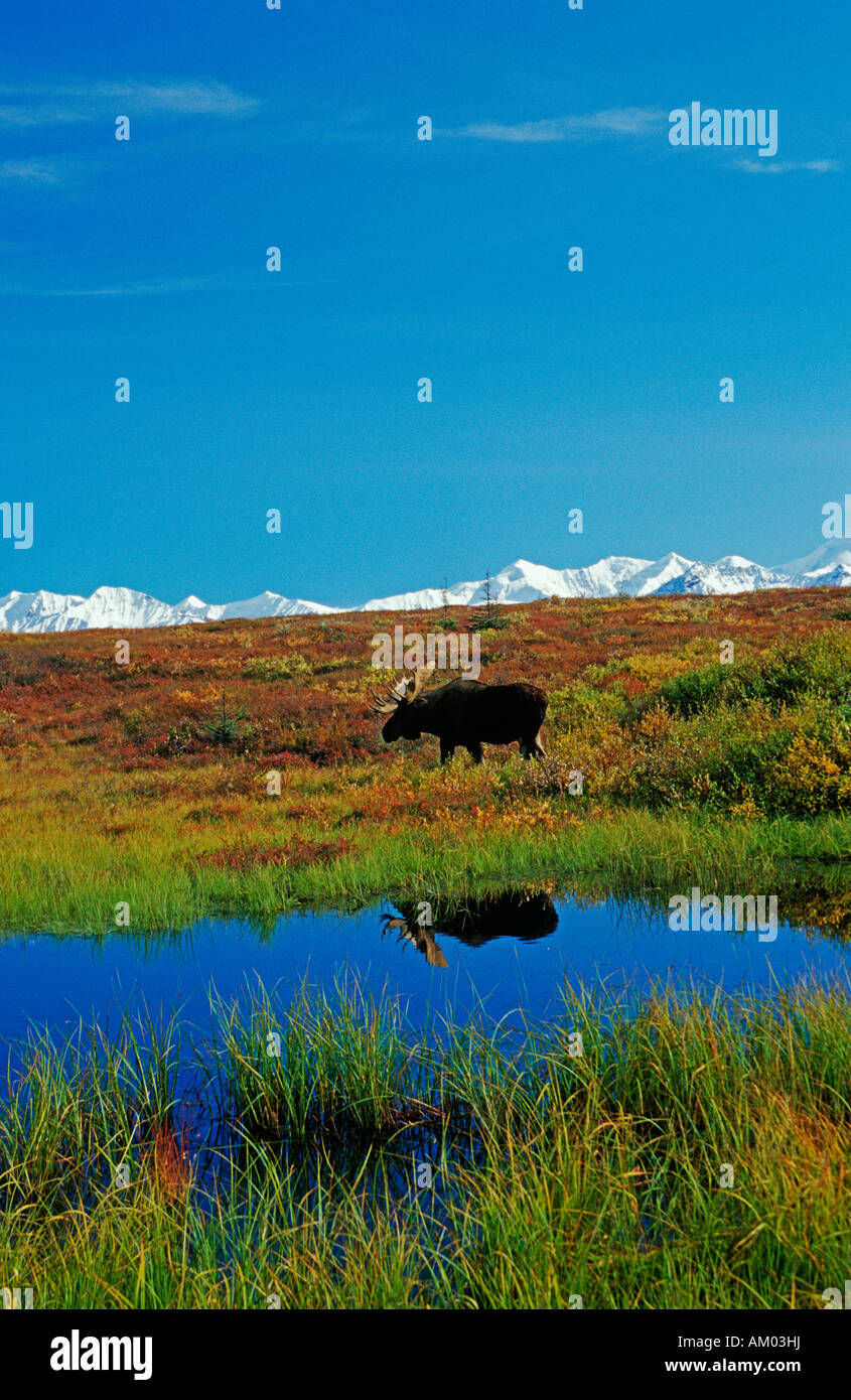 Moose (Alces alces) in the autumnal tundra, with reflection, Denali N.P., Alaska, America Stock Photo