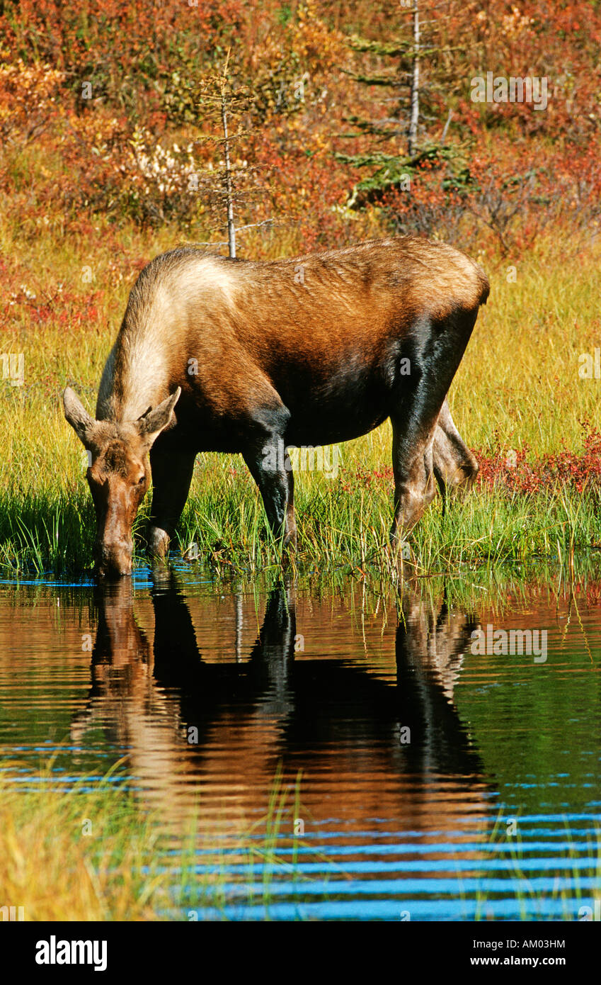 Cow moose (Alces alces) is drinking water at a pond, Denali N.P., Alaska, America Stock Photo