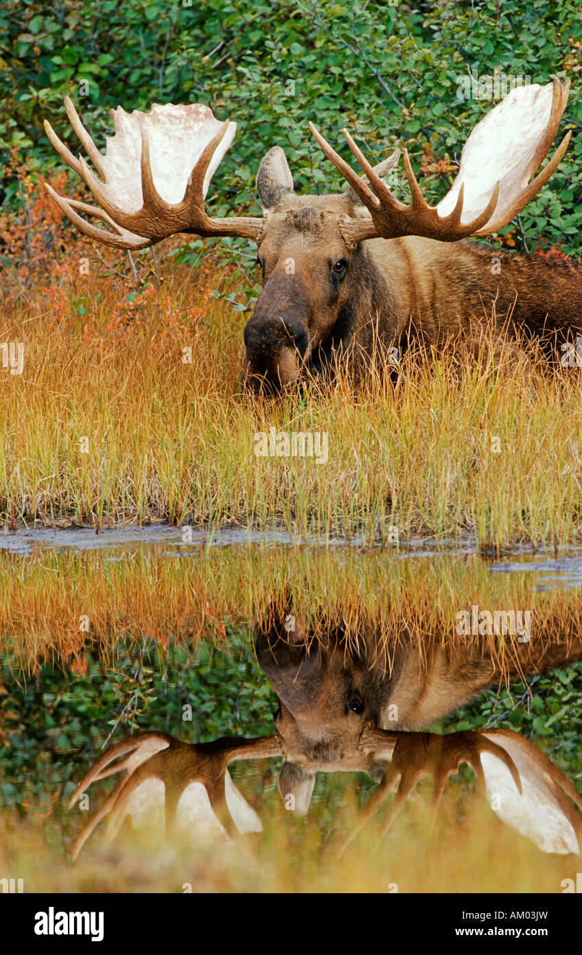 Moose (Alces alces) lying at a pond, with reflection in the water, Denali N.P., Alaska, America Stock Photo