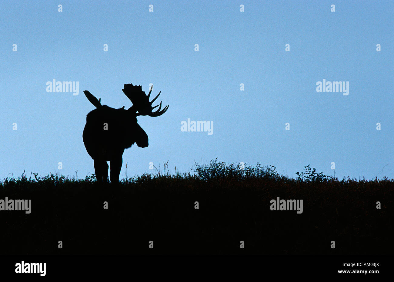 Moose (Alces alces), silhouette, Denali N.P., Alaska, America Stock Photo