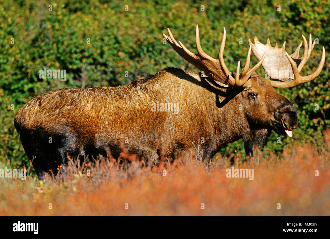 Moose (Alces alces) in the rutting season, Denali N.P., Alaska, America Stock Photo