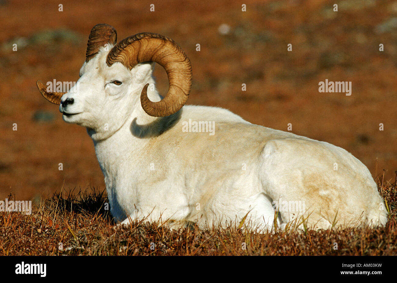 Dall Sheep ram (Ovis dalli), Denali N.P., Alaska Stock Photo