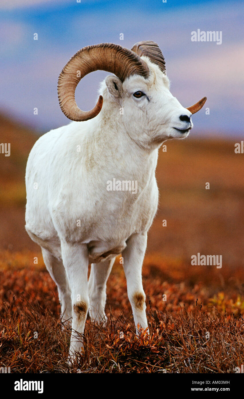 Dall Sheep ram (Ovis dalli), Denali N.P., Alaska Stock Photo