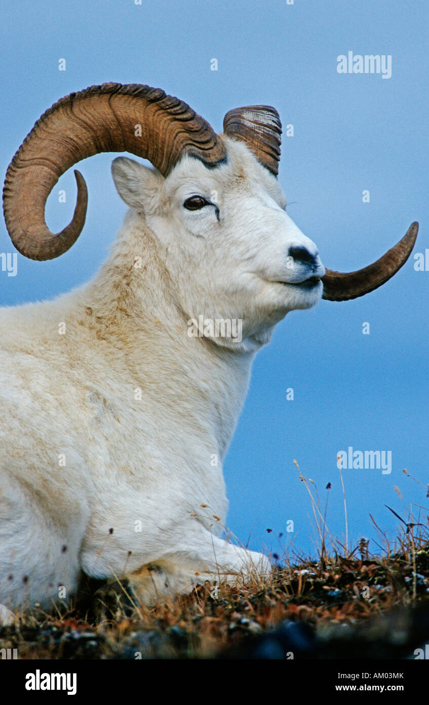 Dall Sheep ram (Ovis dalli), Denali N.P., Alaska Stock Photo