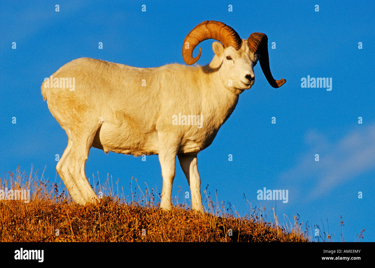 Dall Sheep ram (Ovis dalli), Denali N.P., Alaskaa Stock Photo