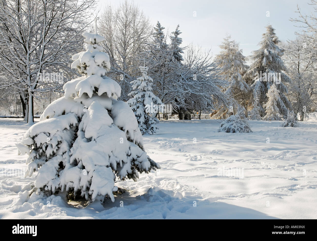 winter snow covered fir tree in city park Stock Photo - Alamy