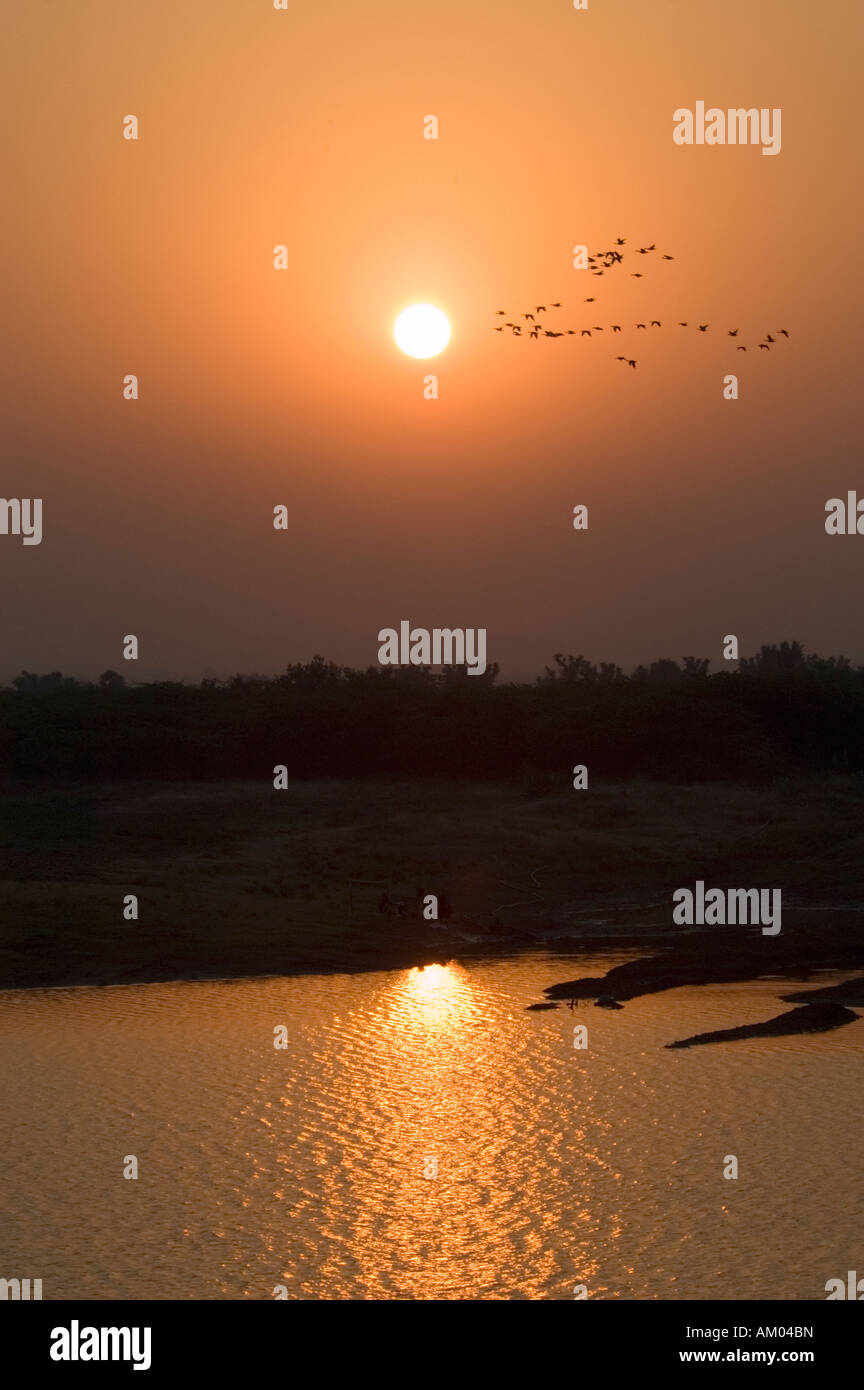 Siberian geese fly in front of the rising sun above the reservoir at Chhatra Sagar near Nimaj, Rajasthan, India. - Stock Image