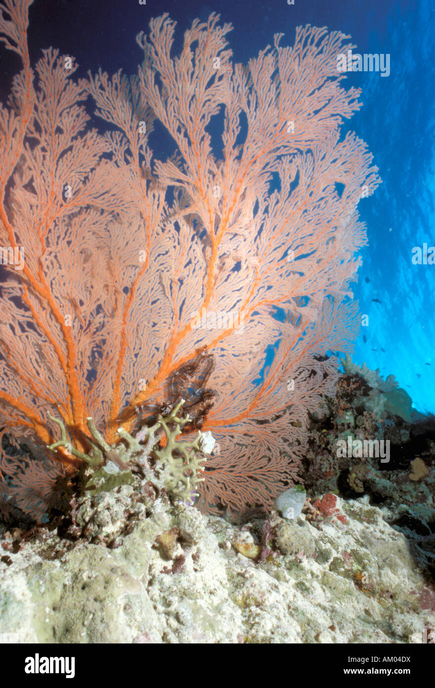 Australia, Great Barrier Reef. Fan Coral with brittle star at base