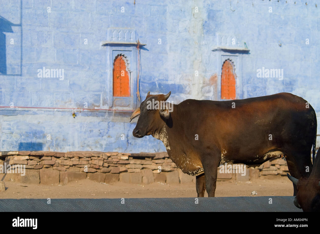 The ubiquitous sacred cow stands outside a classic blue house in Jodhpur, Rajasthan, India. Stock Photo