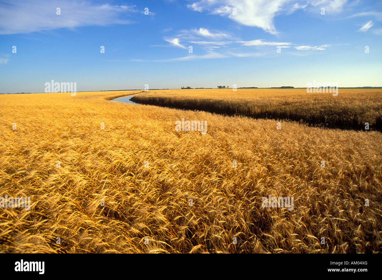 Wheat field in the Red River Valley of Minnesota Stock Photo