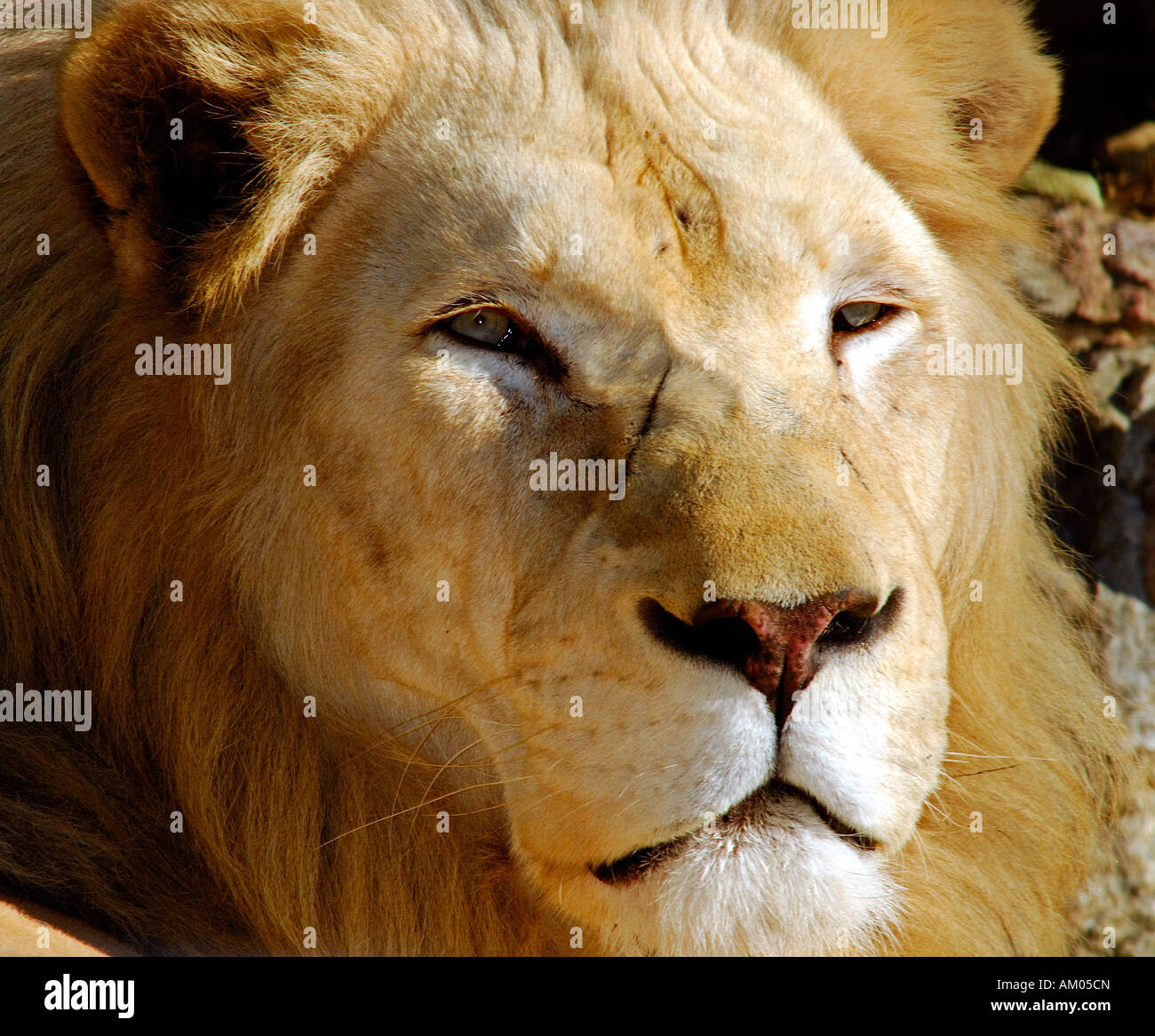 Portrait of male White lion Stock Photo - Alamy