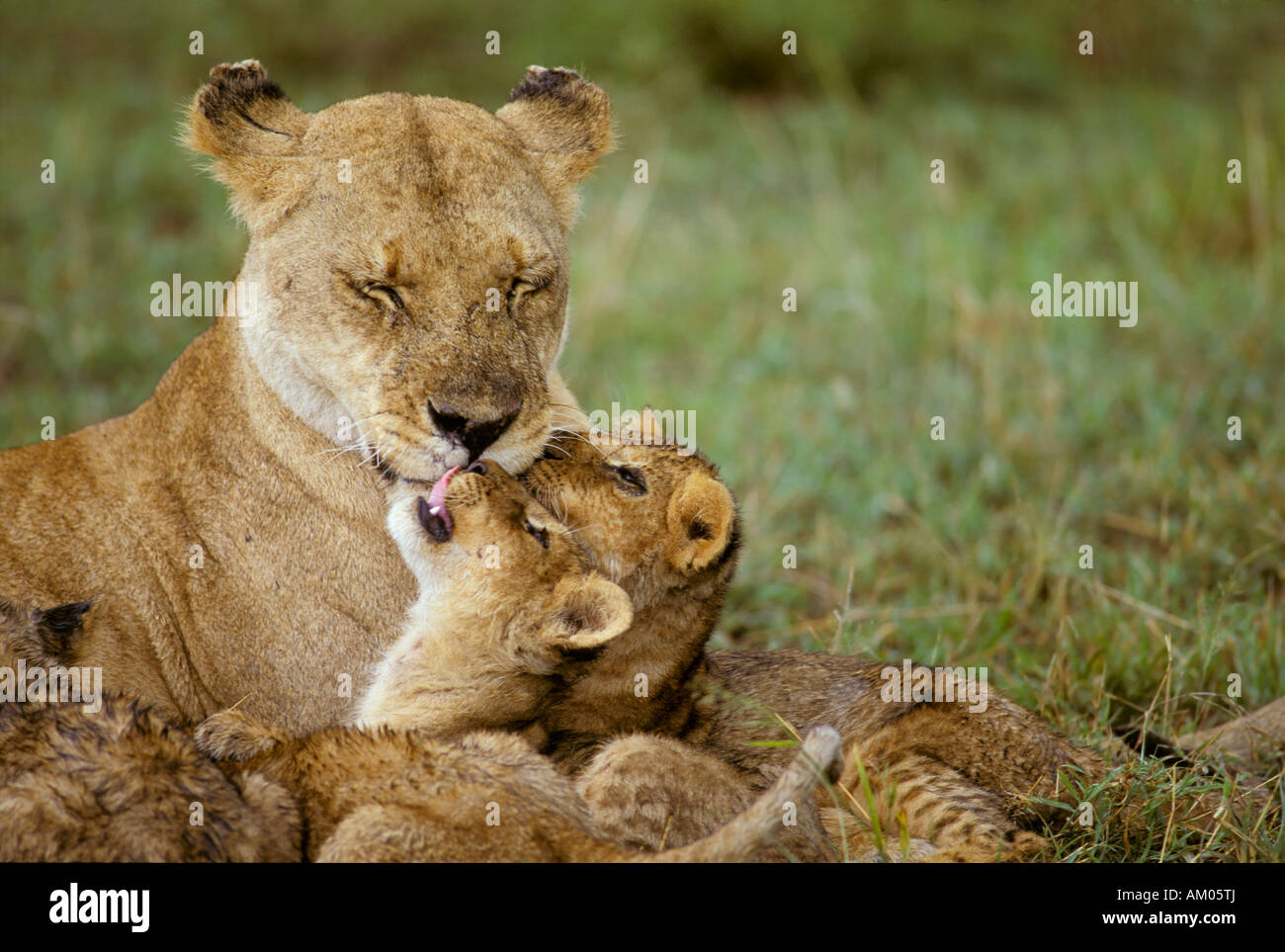 Lioness ( Panthera leo) with cubs after rain, Masai Mara National ...