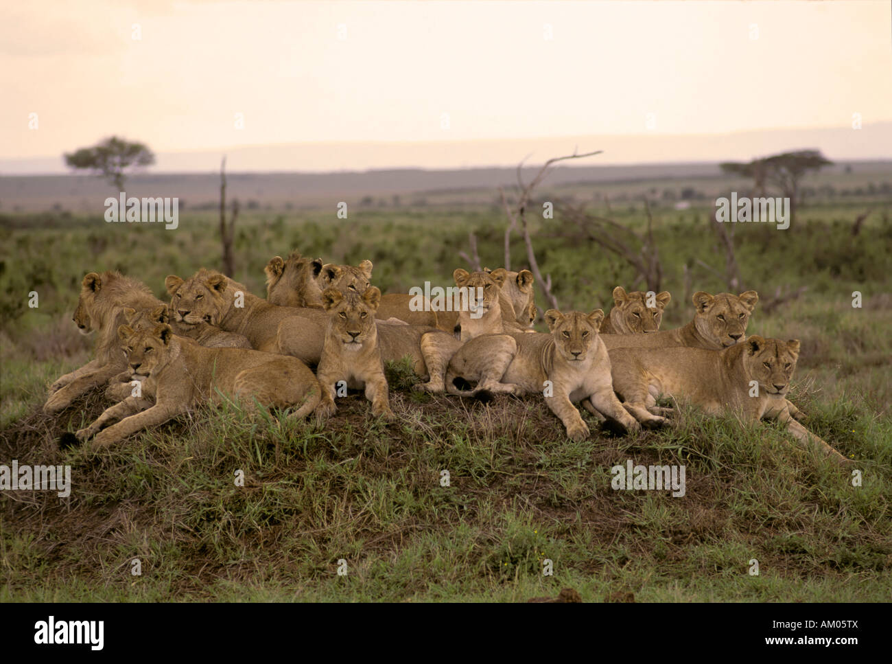 Big pride of Lions ( Panthera leo) on a little hill, Masai Mara ...