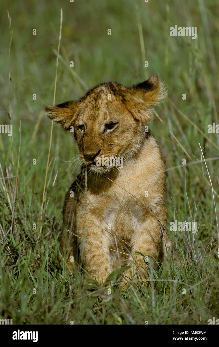 Lion cub ( Panthera leo) sitting in the grass, Masai Mara National Reserve, Kenya Stock Photo