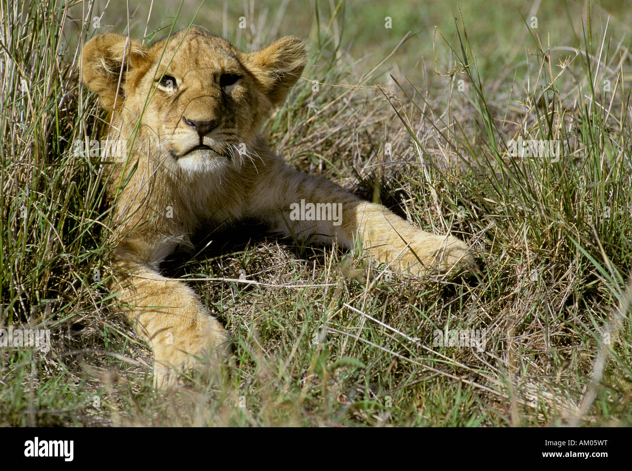 Young Lion ( Panthera leo) in dry grass, Masai Mara National Reserve ...