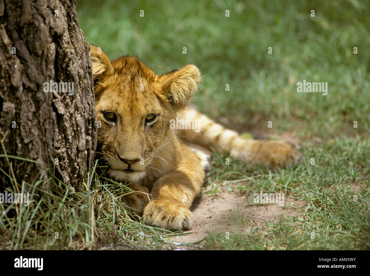 Lion cub ( Panthera leo) lying beside a tree, Masai Mara National Reserve, Kenya Stock Photo