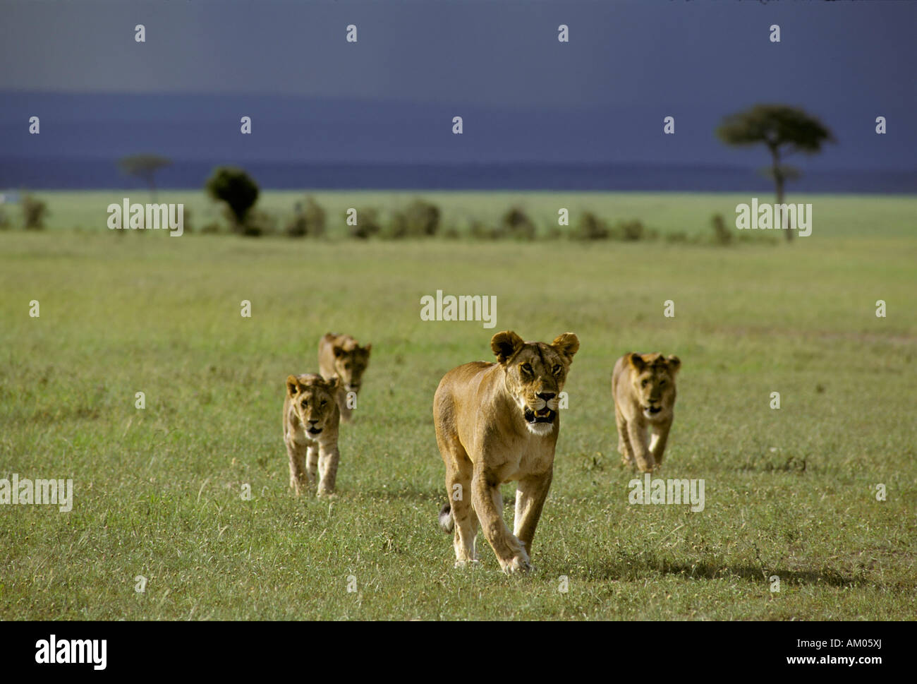 Walking Lioness ( Panthera leo) with cubs, Masai Mara National Reserve ...