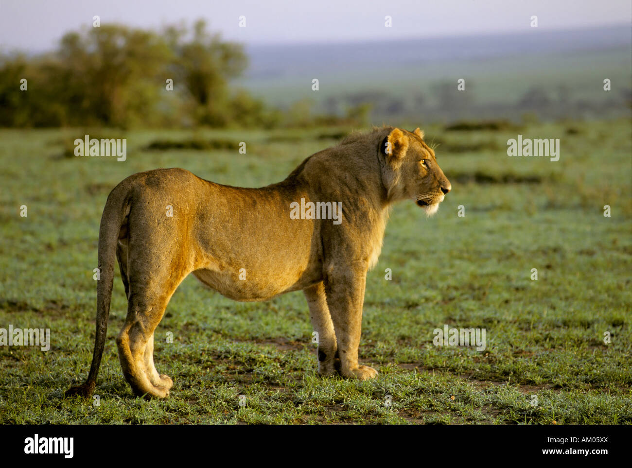 Young male Lion ( Panthera leo) walking in the light of the morning, Masai Mara National Reserve, Kenya Stock Photo