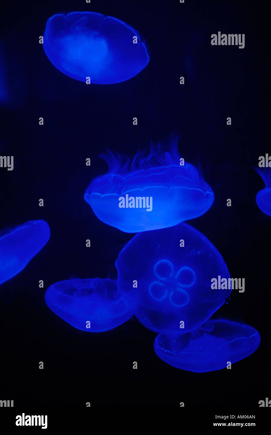 Jellyfish illuminated by lunar light in an aquarium Stock Photo Alamy