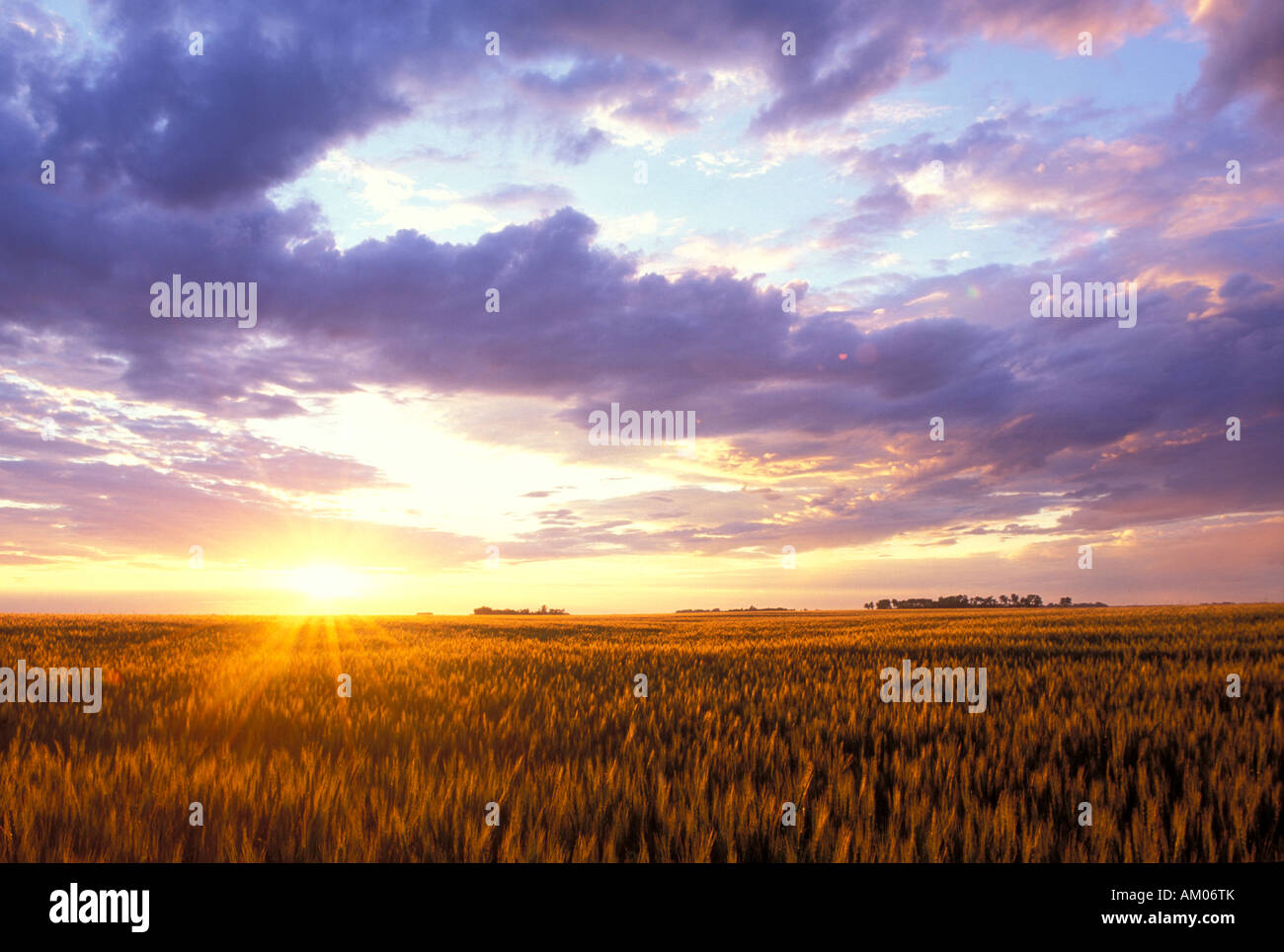 Sunset over a Wheat field in the Red River Valley of North Dakota Stock Photo Alamy
