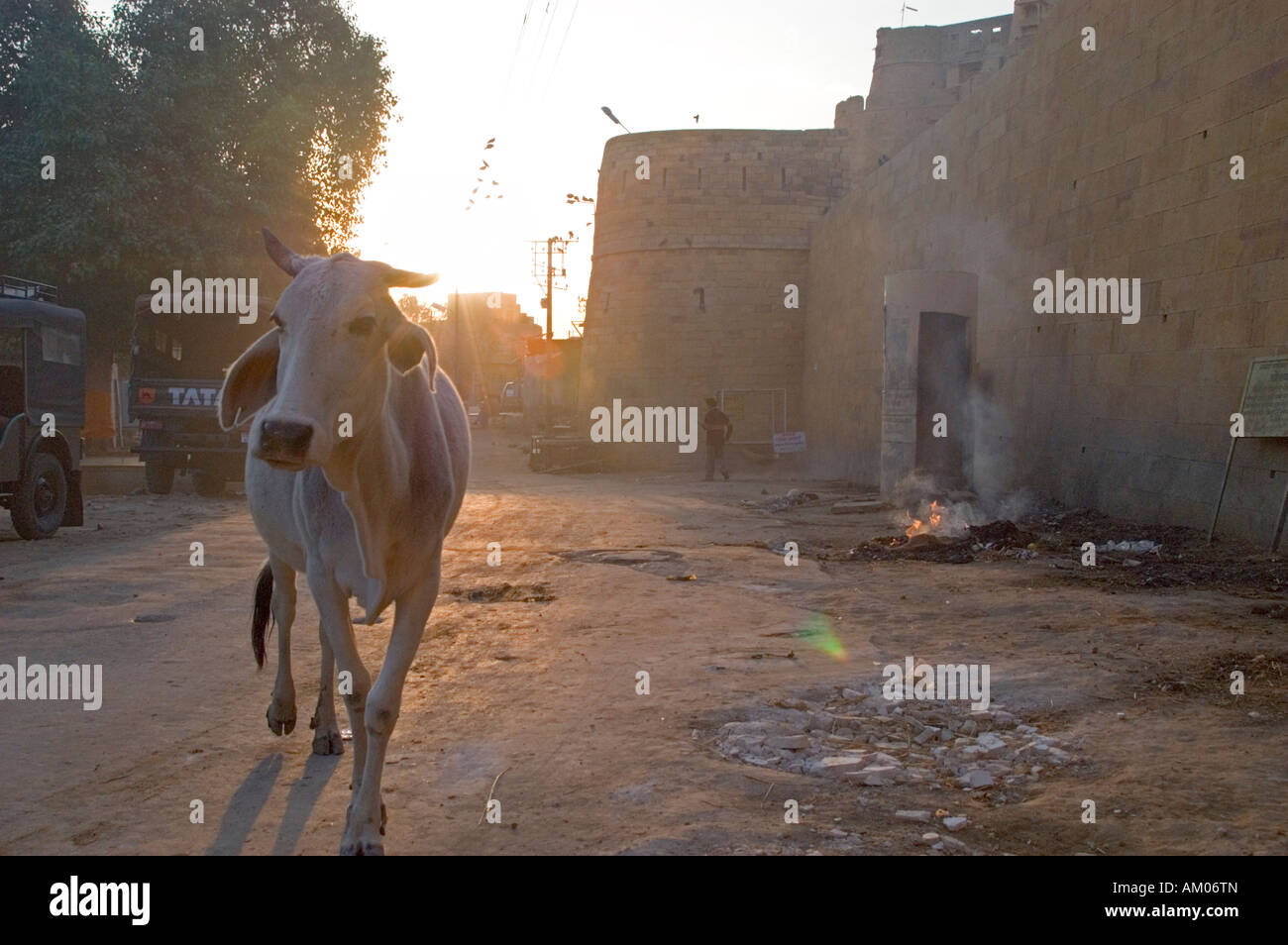 A brahmin cow at sunrise en route to Jaisalmer Fort, India. Stock Photo
