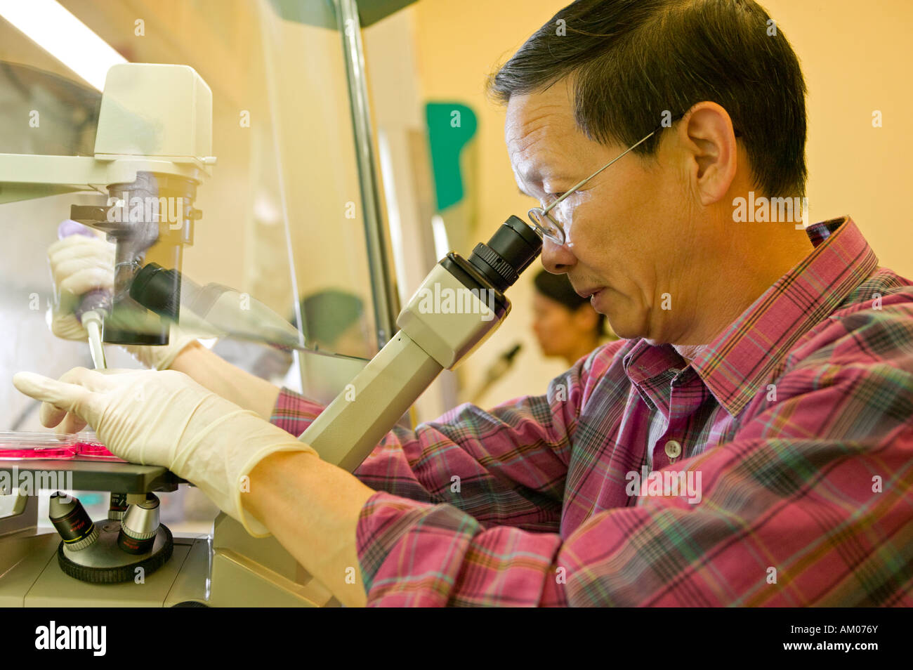 Medical researcher examining islet cells in a fume hood Stock Photo