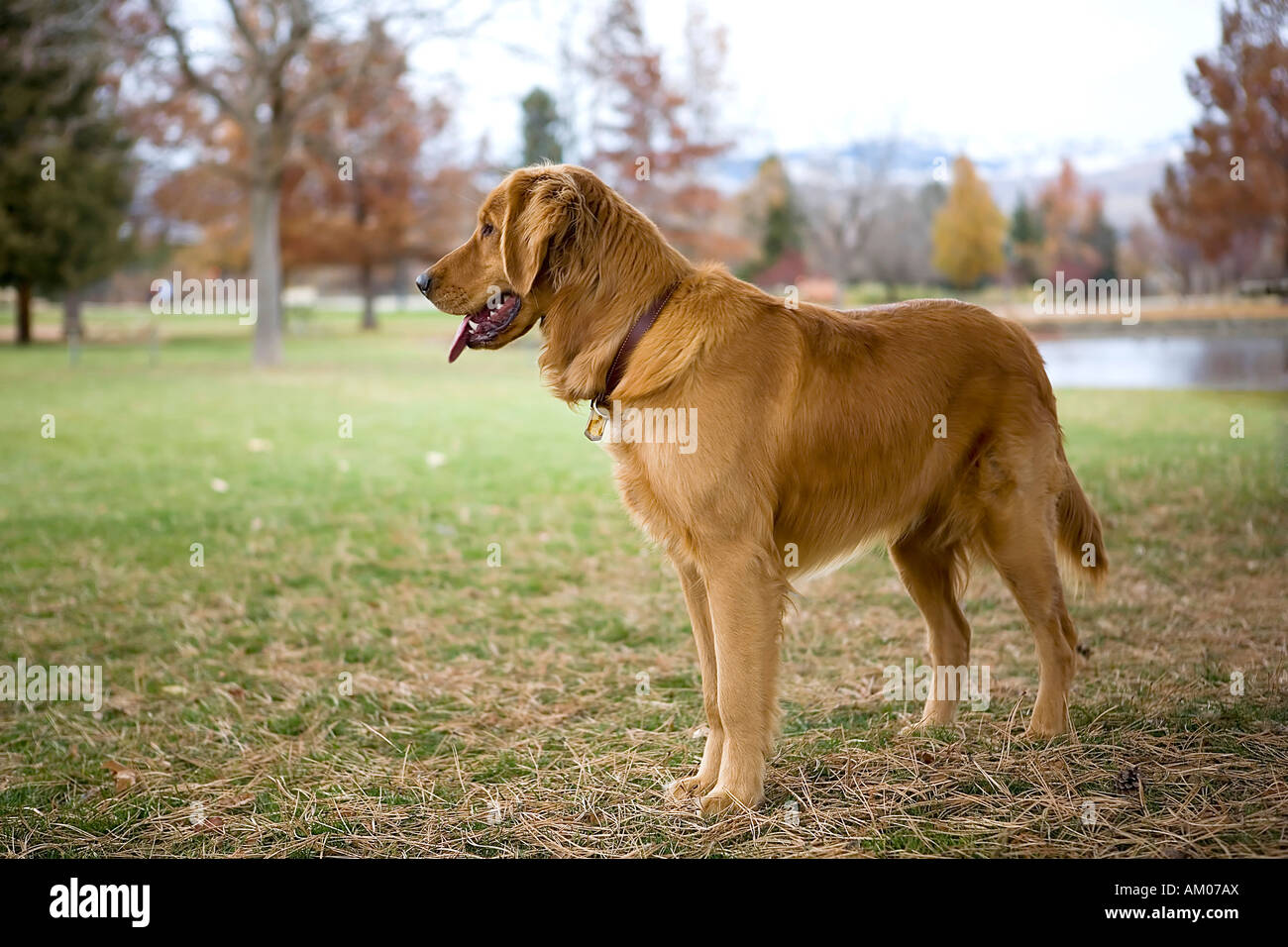 Golden retriever in the park hi-res stock photography and images - Alamy