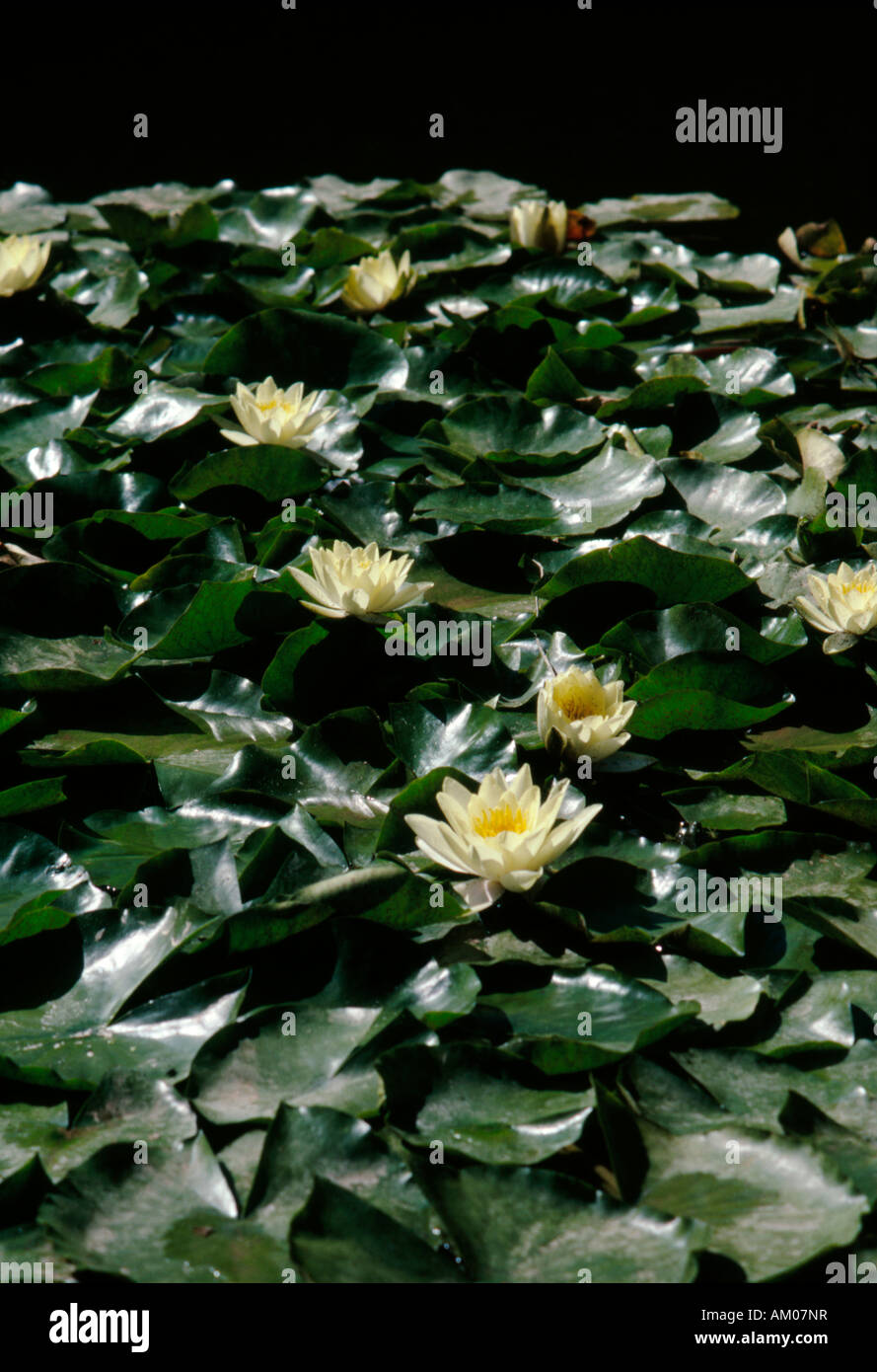 Water lilies in a pond in the grounds pf the Alhambra Palace Granada Spaim Stock Photo