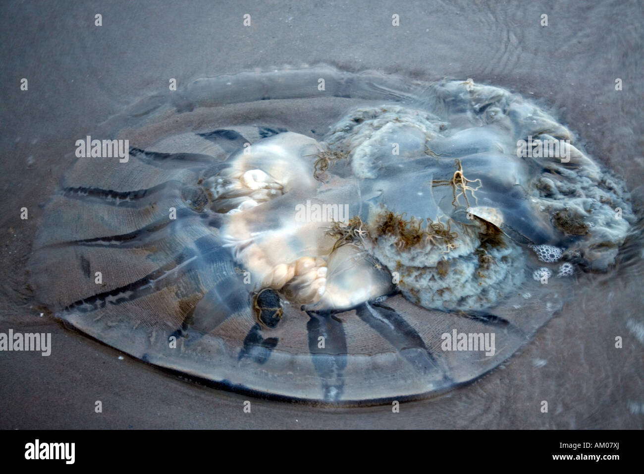 Dead Jellyfish On The Beach At Hua Hin Thailand Stock Photo