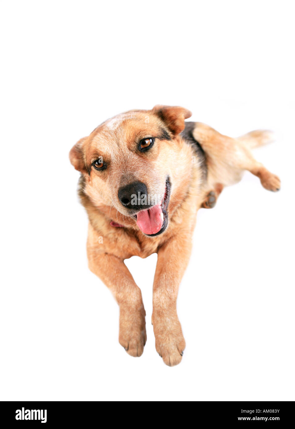 Australian Cattle Dog also known as red Heeler isolated on white Stock Photo