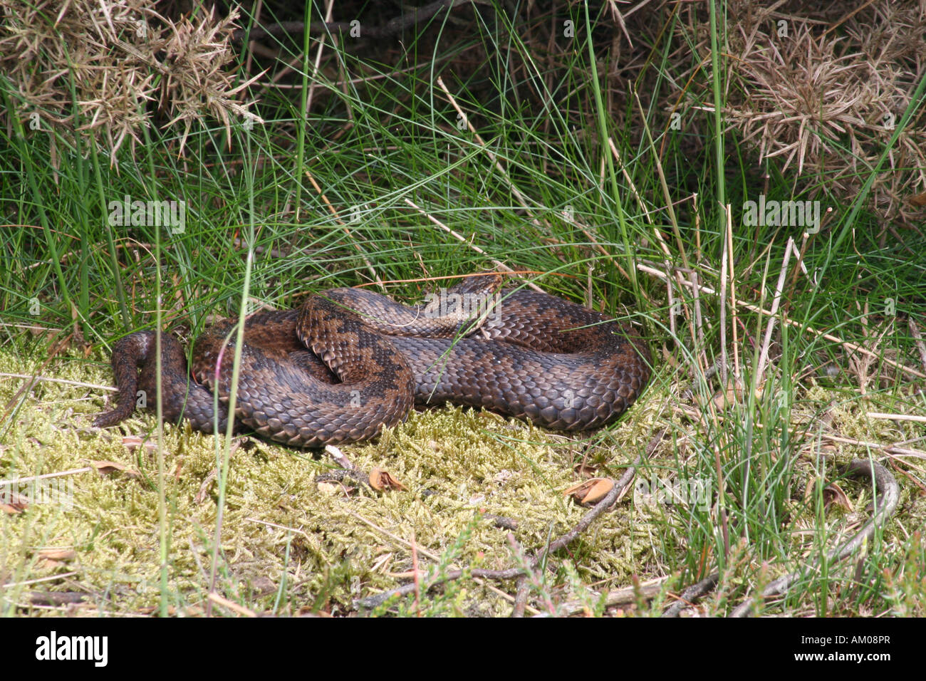 Adder basking on the sun on a bed of moss Allerthorpe Common East Yorkshire Stock Photo