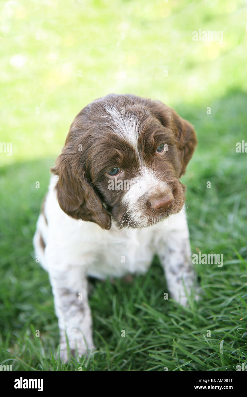 Cute hunting dogs 2025