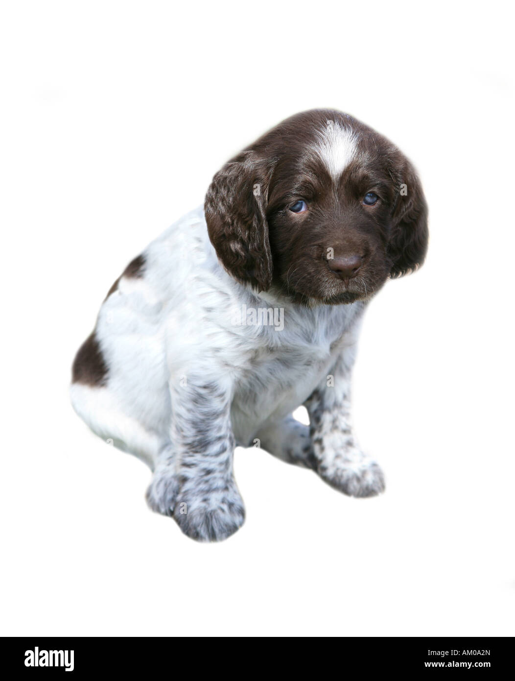 Small Munsterlander pup isolated on white background Stock Photo